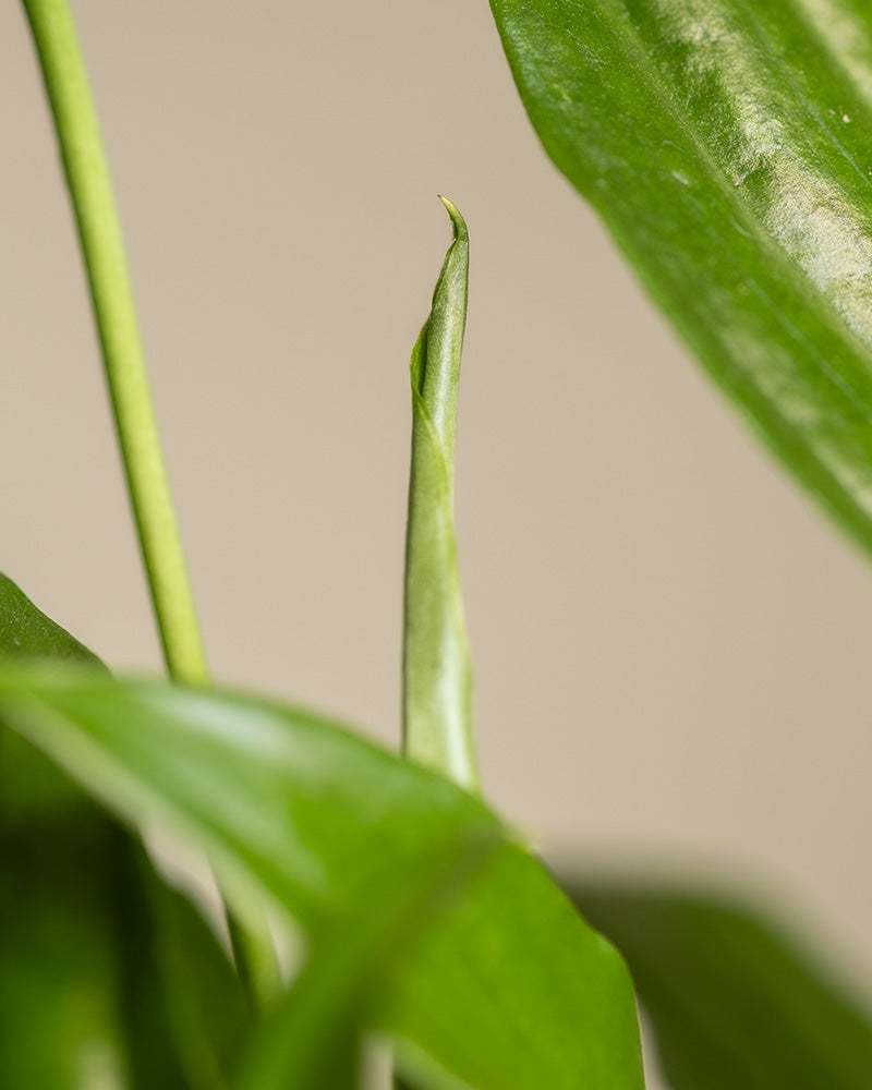 Detailaufnahme eines Einblatts (auch Spathiphyllum wallisii, Friedenslilie, Blattfahne, Scheidenblatt, Peace Lily oder White Sail Plant genannt) 