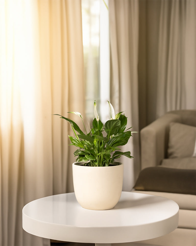 Ein Einblatt (auch Spathiphyllum wallisii, Friedenslilie, Blattfahne, Scheidenblatt, Peace Lily oder White Sail Plant genannt) steht auf einem weißen Tisch in einem stilvoll möblierten Wohnzimmer