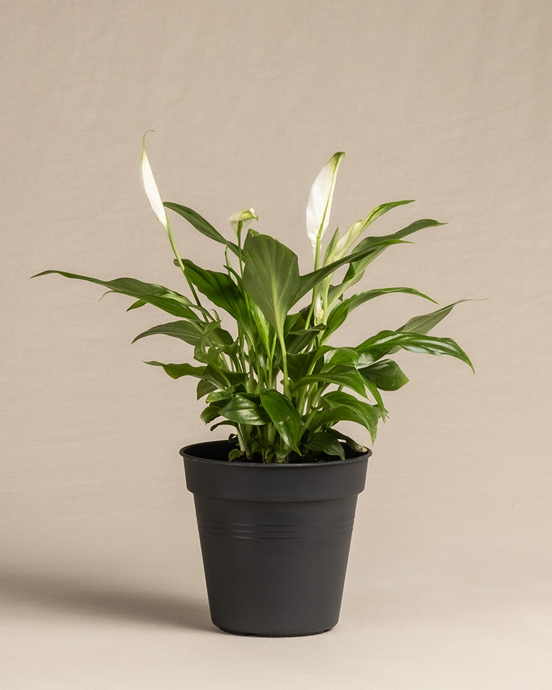 Ein Einblatt (auch Spathiphyllum wallisii, Friedenslilie, Blattfahne, Scheidenblatt, Peace Lily oder White Sail Plant genannt) in einem schwarzen Innentopf ohne Übertopf