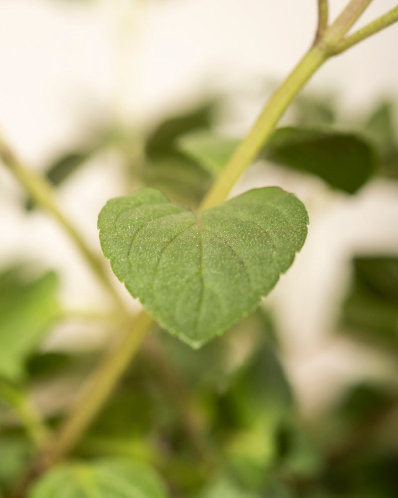 Eine Nahaufnahme eines grünen, herzförmigen Blattes der Englische Minze an einem Pflanzenstängel, mit einem leicht verschwommenen Hintergrund aus weiteren grünen Blättern dieser aromatischen Kräuterpflanze.