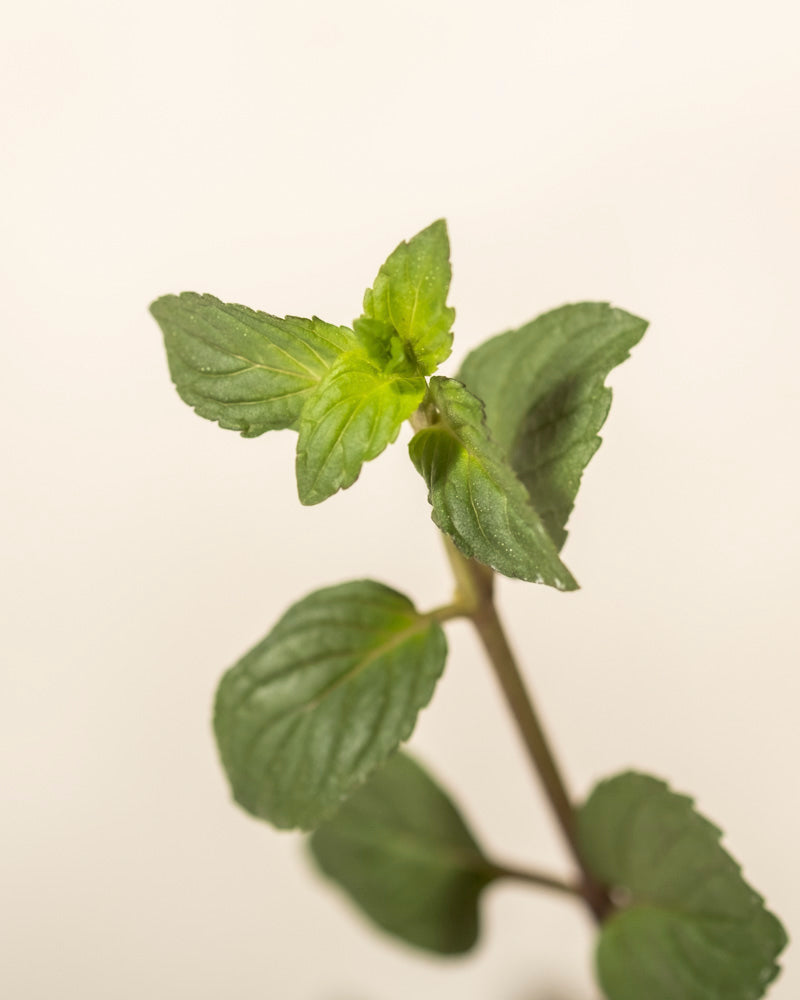 Eine Nahaufnahme der Englische Minze  zeigt mehrere grüne, strukturierte Blätter vor einem hellen Hintergrund, die die lebendigen Details dieses aromatischen Krauts hervorheben.