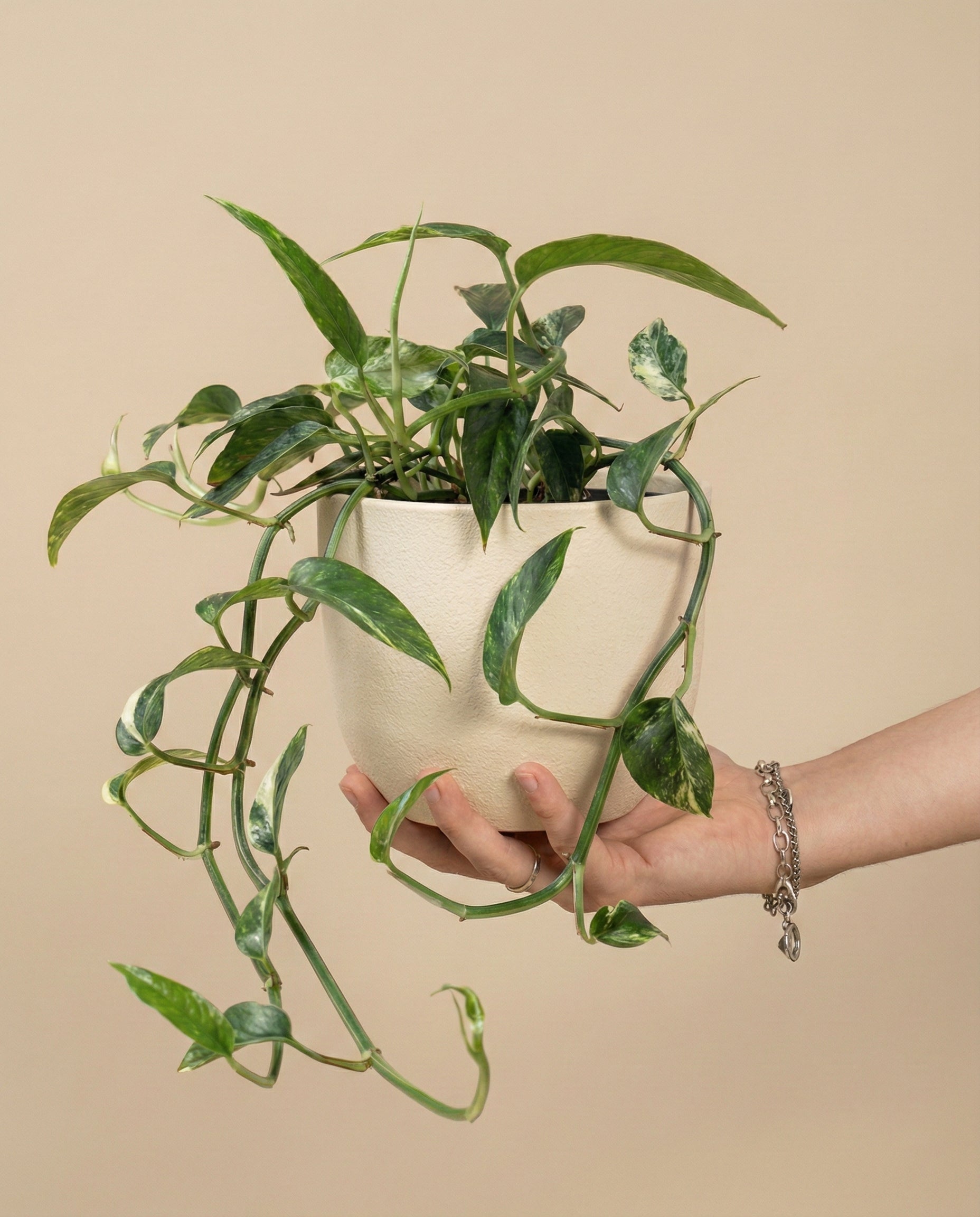 Eine Hand mit einem silbernen Armband hält einen cremefarbenen Topf mit einer Epipremnum pinnatum variegata - feey, einer leuchtend grünen und weißen Pflanze, die sich vor einem einfarbig beigen Hintergrund abzeichnet.