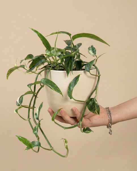 Eine Hand mit einem silbernen Armband hält einen cremefarbenen Topf mit einer Epipremnum pinnatum variegata - feey, einer leuchtend grünen und weißen Pflanze, die sich vor einem einfarbig beigen Hintergrund abzeichnet.