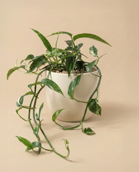 Die Epipremnum pinnatum variegata - feey, eine Hängepflanze mit bunten Blättern, steht in einem weißen Keramiktopf mit Kieselsteinen vor einem einfarbig beigen Hintergrund.