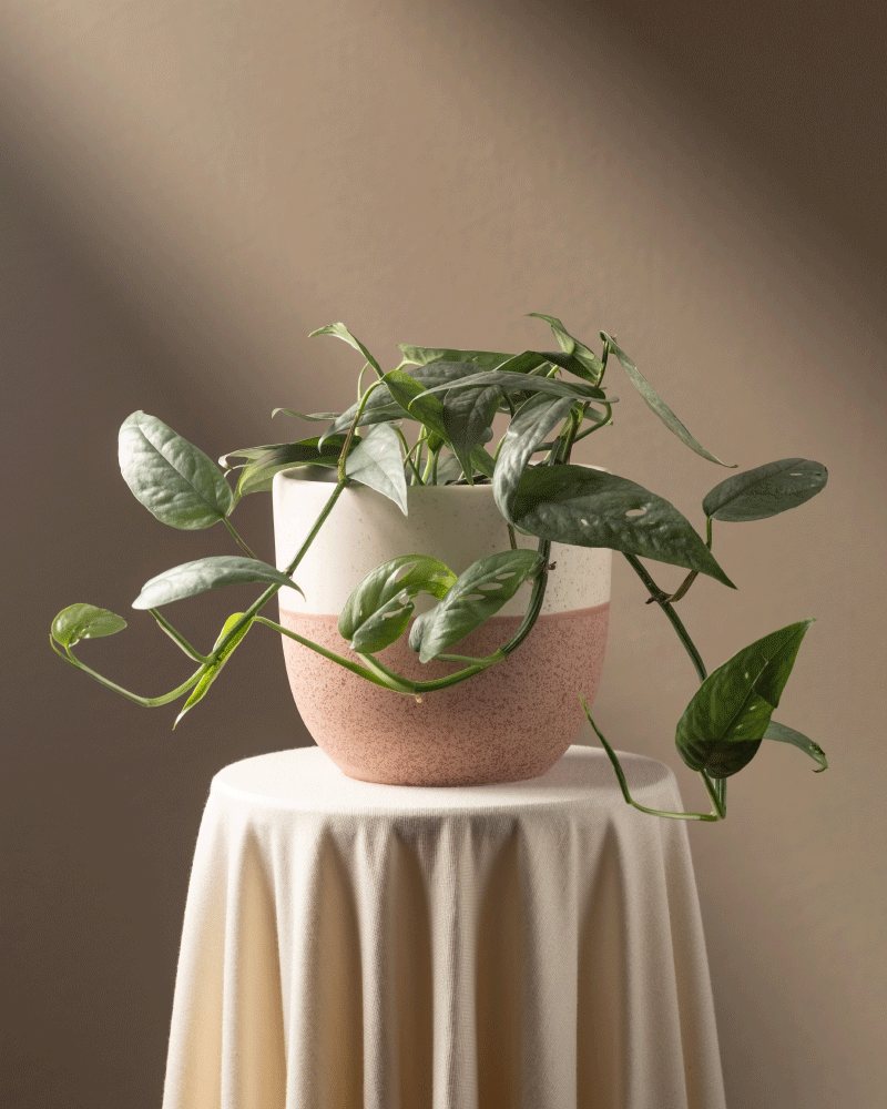 Ein Epipremnum pinnatum „Cebu Blue“ mit herabhängendem grünem Laub steht in einem zweifarbigen rosa-weißen Keramiktopf auf einem runden, beige gedeckten Tisch, sanft von der Seite beleuchtet vor einem neutralen braunen Hintergrund.