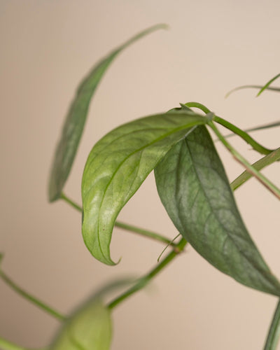 Eine Nahaufnahme von Epipremnum pinnatum „Cebu Blue“ zeigt grüne Blätter mit sichtbaren Adern vor einem beigen Hintergrund, wobei der Schwerpunkt auf dem mittleren Blatt liegt, das an der Spitze leicht eingerollt ist.