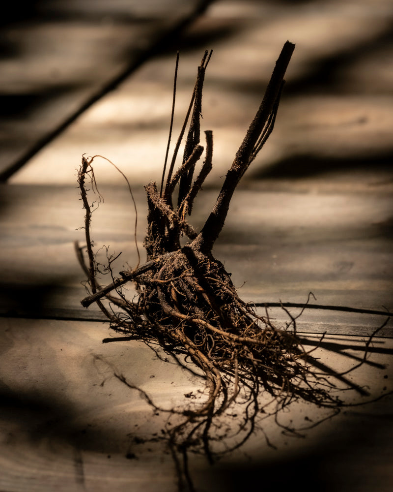 Ein wirres Bündel getrockneter Hemerocallis-Wurzeln (Weingarten) und -Zweige liegt auf dem Boden und wirft komplizierte Schatten auf die darunterliegende Holzoberfläche, wodurch ein kontrastierendes Muster aus Hell und Dunkel entsteht.