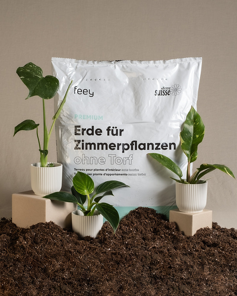 Ein Beutel Zimmerpflanzenerde von feey hinter drei Babypflanzen von feey in einem weissen Topf