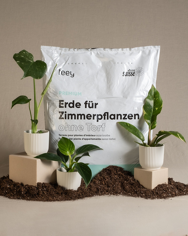 Ein Beutel Zimmerpflanzenerde von feey hinter drei Babypflanzen in einem weissen Topf