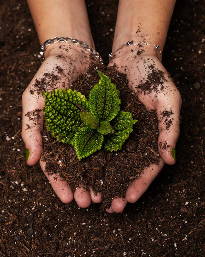 Zwei Hände halten einen kleinen Torfklumpen, aus dem eine leuchtend grüne Pflanze sprießt, umgeben von Erde für Zimmerpflanzen. Die Finger sind leicht mit Erde bedeckt, was das Gartenthema verstärkt. Silberne Armbänder schmücken die Handgelenke der Person.