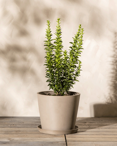 Ein kleiner Topf Euonymus japonicus 'Green Spire' mit hellgrünen, aufrechten Blättern steht auf einer Holzoberfläche vor einem hellbeigen Hintergrund. Der runde, hellbraune Topf mit einer passenden Untertasse darunter verstärkt den natürlichen Charme der Szene. Weiche Schatten im Hintergrund verleihen dieser Ansicht der immergrünen Pflanze Tiefe.