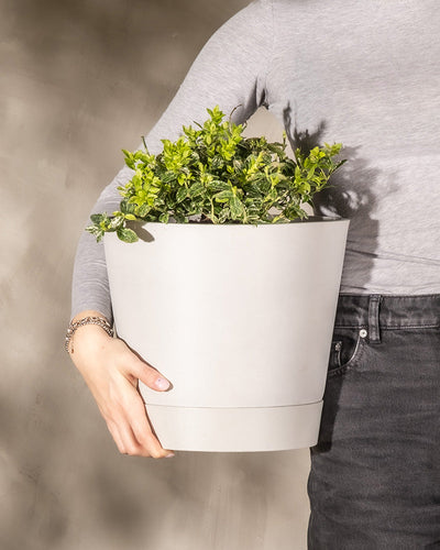 Eine Person mit einem grauen Langarmhemd und dunkler Hose hält einen großen weißen Topf mit grünen Blattpflanzen, möglicherweise Euonymus fortunei 'Harlequin'. Der Hintergrund ist schlicht und leicht strukturiert in Beigetönen. Das Gesicht der Person ist nicht sichtbar.