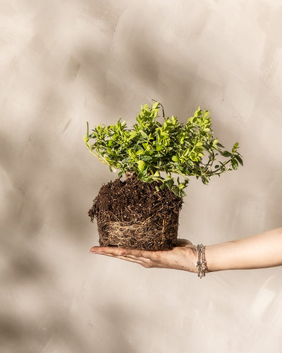 Eine Hand mit einem Armband hält einen kleinen Euonymus fortunei „Harlequin“ mit grünen Blättern. Die Wurzeln der Pflanze sind sichtbar und ragen aus einem Erdklumpen heraus. Der Hintergrund ist eine neutrale, strukturierte Wand und weiches, diffuses Licht wirft leichte Schatten.