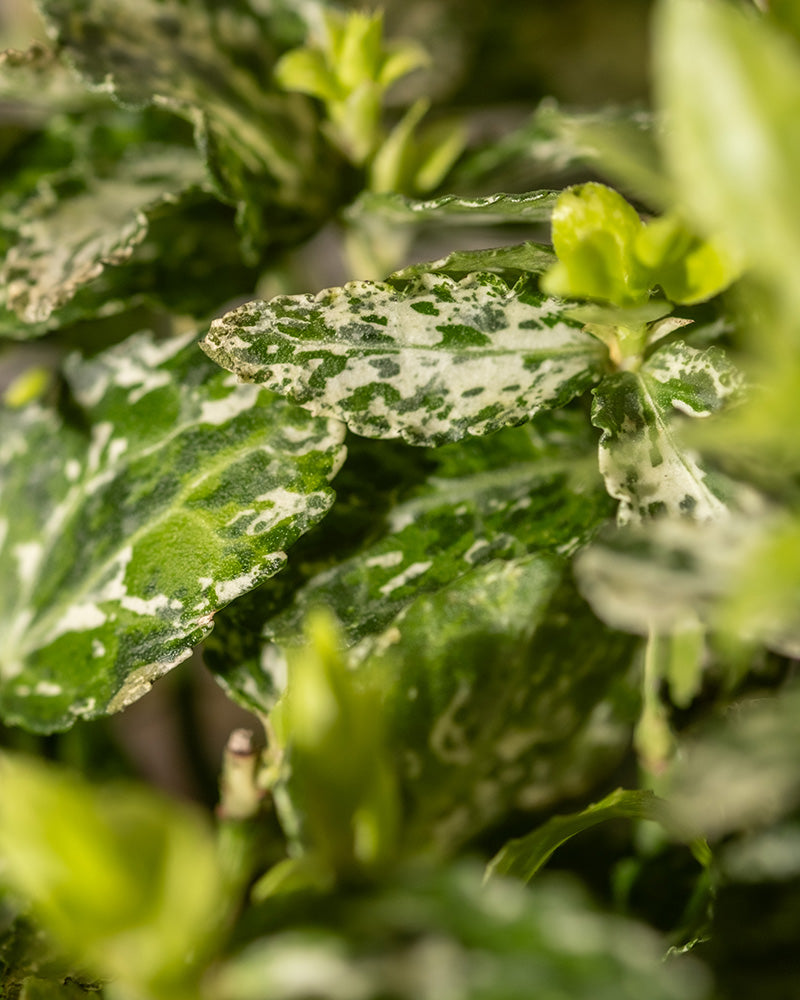 Nahaufnahme der üppigen, grün-bunten Blätter des Euonymus fortunei „Harlequin“, die eine Mischung aus hellen und dunklen Grüntönen mit weißen Sprenkeln zeigen. Die Blätter wirken gesund und lebendig, und es tauchen einige neue Knospen auf. Der leicht unscharfe Hintergrund hält den Fokus auf dieses wunderschöne Laub des Euonymus fortunei „Harlequin“.