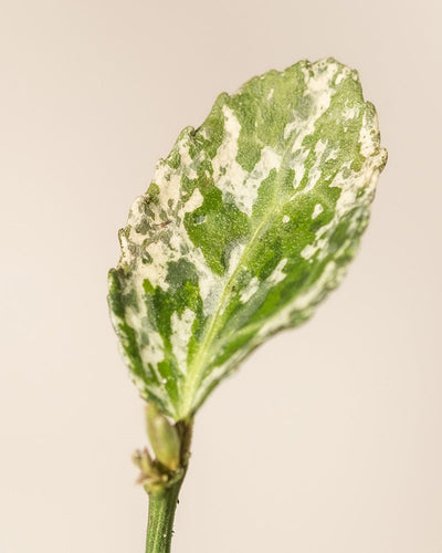 Nahaufnahme eines einzelnen, bunten Blattes des Euonymus fortunei „Harlequin“ mit einer Mischung aus grünen und weißen Flecken. Die Blattoberfläche hat unregelmäßige Ränder und gewellte, hellere Bereiche, die sich von dunklerem Grün abheben. Der sanft beige Hintergrund hebt die Details dieses Euonymus fortunei „Harlequin“ hervor.