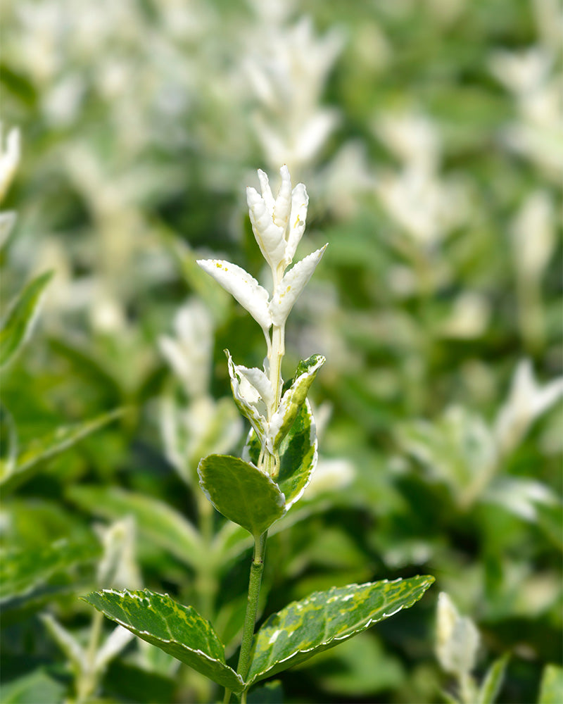 Nahaufnahme einer grünen Euonymus fortunei 'Harlequin'-Pflanze mit bunten Blättern und weißen Blüten. Die Blüten sind klein und zart und die Blätter haben helle Ränder. Im Hintergrund sind weitere ähnliche Euonymus fortunei 'Harlequin'-Pflanzen zu sehen, die eine dichte und üppige grüne Szene erzeugen.