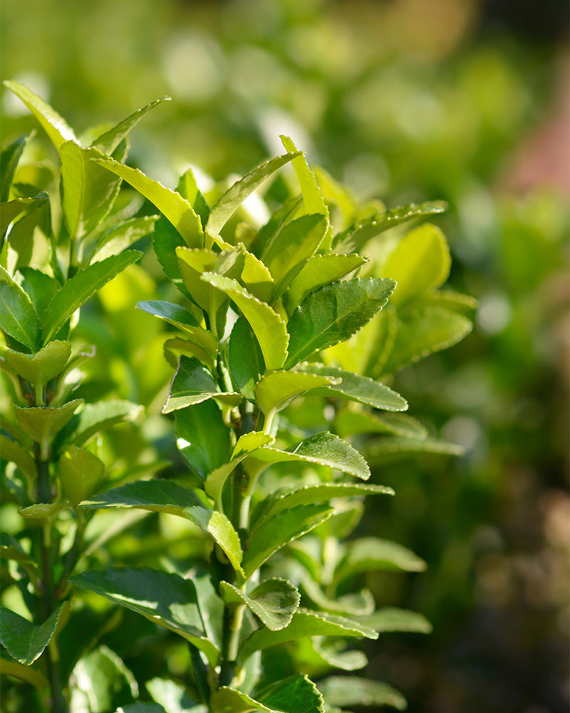 Nahaufnahme der leuchtend grünen Blätter eines kleinen, buschigen Euonymus japonicus „Green Spire“ an einem sonnigen Tag. Die wachsartigen, spitzen Blätter in verschiedenen Grüntönen leuchten hell. Der unscharfe Hintergrund zeigt mehr Laub und lässt an einen Garten oder eine natürliche Umgebung denken.