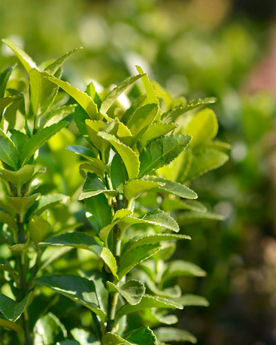 Nahaufnahme der leuchtend grünen Blätter eines kleinen, buschigen Euonymus japonicus „Green Spire“ an einem sonnigen Tag. Die wachsartigen, spitzen Blätter in verschiedenen Grüntönen leuchten hell. Der unscharfe Hintergrund zeigt mehr Laub und lässt an einen Garten oder eine natürliche Umgebung denken.