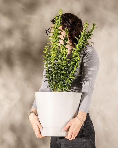 Eine Person mit dunklem Haar und Brille, die ein graues Langarmhemd und dunkle Hosen trägt, hält einen großen weißen Topf mit einem hohen Euonymus japonicus „Green Spire“. Der Hintergrund ist eine schlichte, helle Wand. Das Gesicht der Person wird teilweise von der Blattpflanze verdeckt.