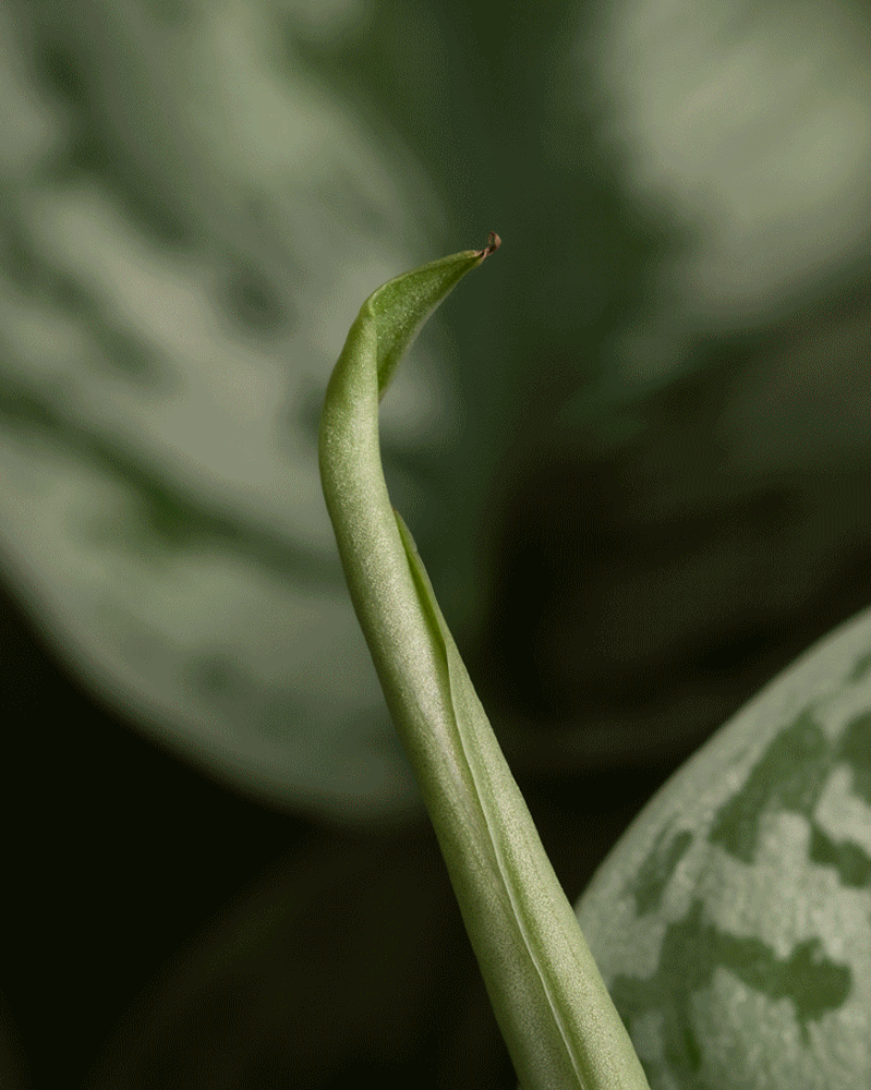 Große Überraschungspflanze