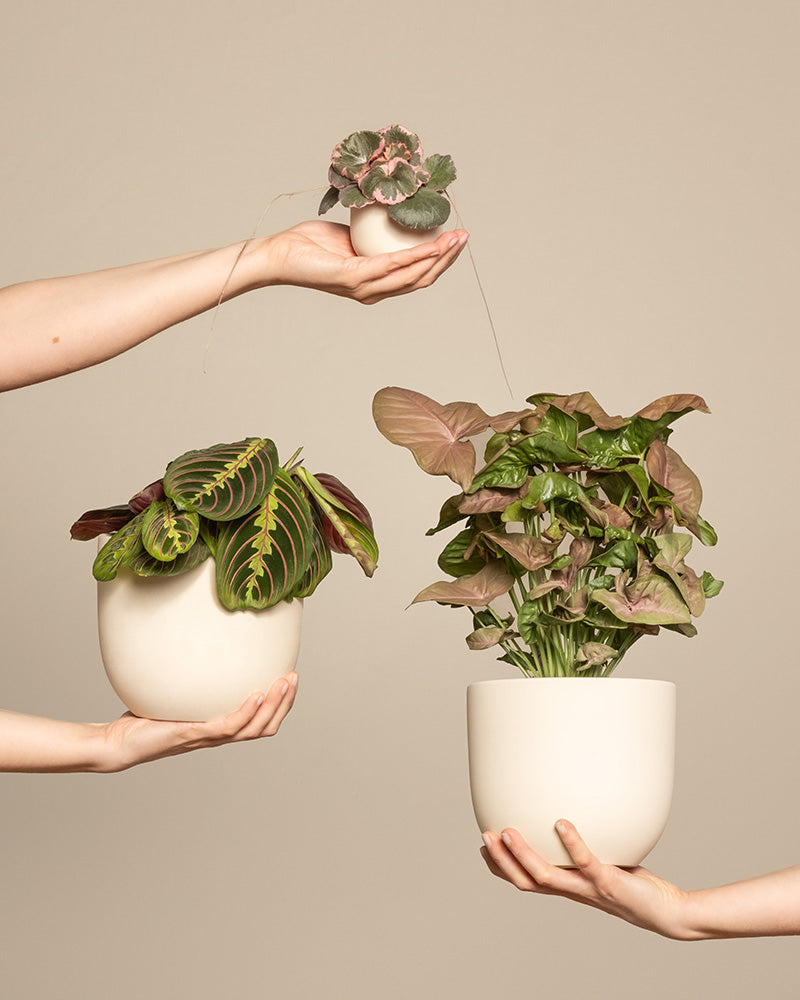 Farbenfrohes Pflanzen-Trio: Maranta (Maranta leuconeura tricolor), Purpurtute Red Heart (Syngonium podophyllum 'Red Heart'), Baby Saxifraga (Saxifraga stolonifera variegata) 