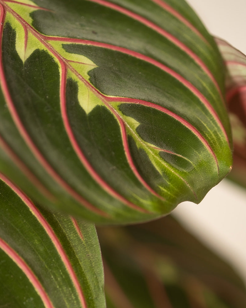 Detailaufnahme der Blätter einer Maranta (Maranta leuconeura tricolor)