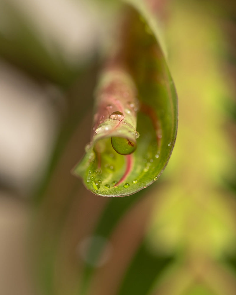 Detailaufnahme eines Blattes einer Maranta (Maranta leuconeura tricolor)