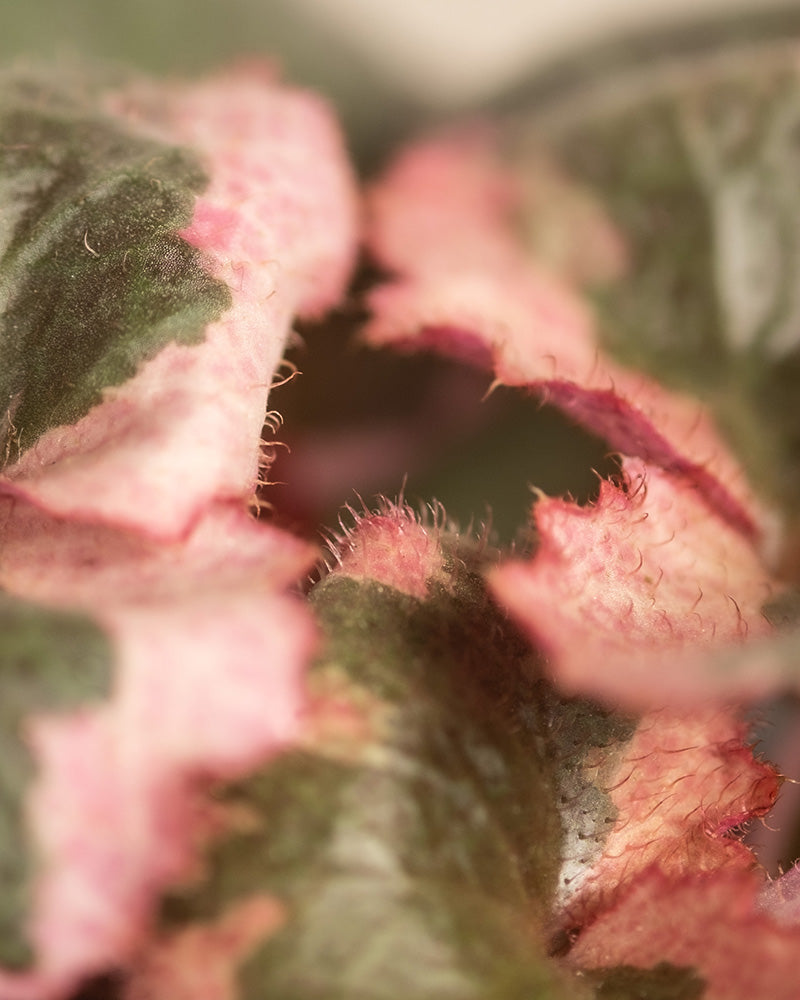 Detailaufnahme der farbigen Blätter einer Baby Saxifraga (Saxifraga stolonifera variegata)