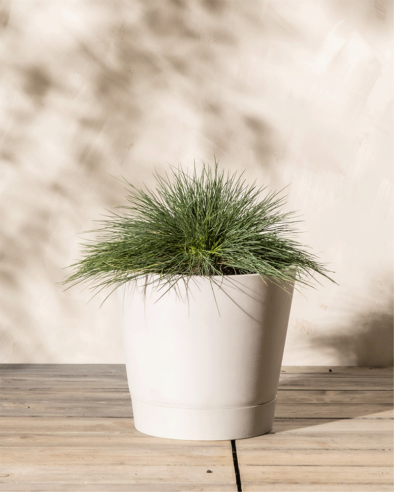 Auf einer Holzoberfläche steht ein weißer Keramiktopf, in dem eine üppige Festuca glauca mit ihren stacheligen, intensiv blaugrünen Blättern steht. Der Hintergrund ist eine neutrale, helle Wand mit weichen Schatten, die eine ruhige und minimalistische Ästhetik schafft.