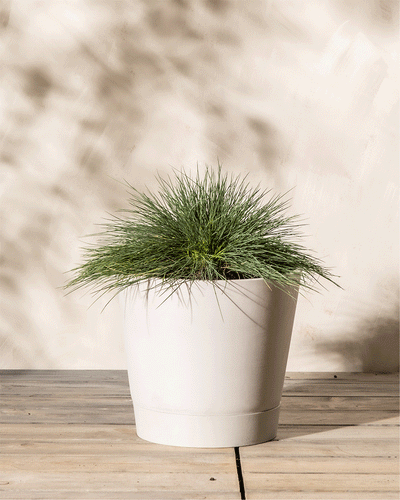 Auf einer Holzoberfläche steht ein weißer Keramiktopf, in dem eine üppige Festuca glauca mit ihren stacheligen, intensiv blaugrünen Blättern steht. Der Hintergrund ist eine neutrale, helle Wand mit weichen Schatten, die eine ruhige und minimalistische Ästhetik schafft.