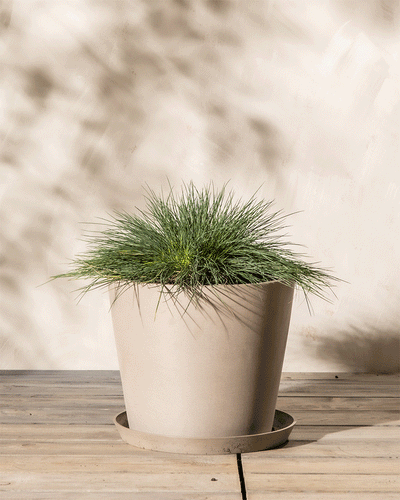 Ein beiger Topf mit Festuca glauca steht auf einer Untertasse. Der Topf steht auf Holzbrettern und eine beige Wand dient als Hintergrund. Die Schatten der Blätter werden sanft auf die Wand geworfen und erzeugen eine ruhige und natürliche Atmosphäre.