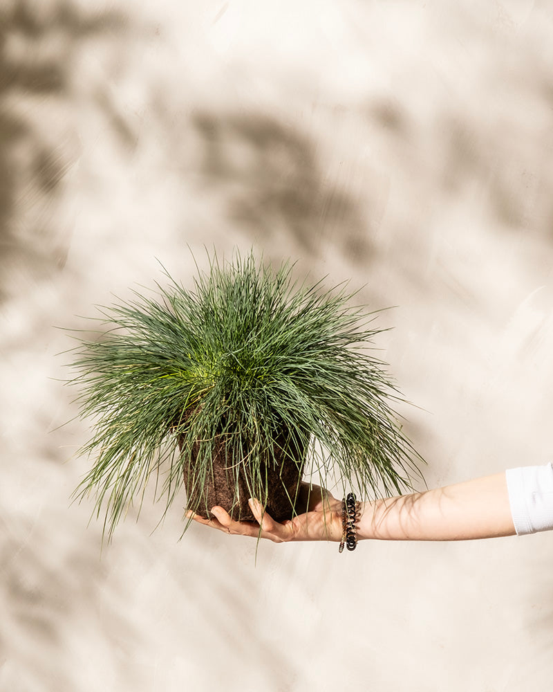 Aus der rechten Bildseite ragt eine Hand mit einem Perlenarmband hervor, die vor einem hellen, strukturierten Hintergrund eine Festuca glauca im Topf mit langen, schmalen Blättern hält.