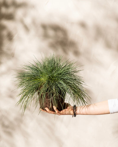 Aus der rechten Bildseite ragt eine Hand mit einem Perlenarmband hervor, die vor einem hellen, strukturierten Hintergrund eine Festuca glauca im Topf mit langen, schmalen Blättern hält.