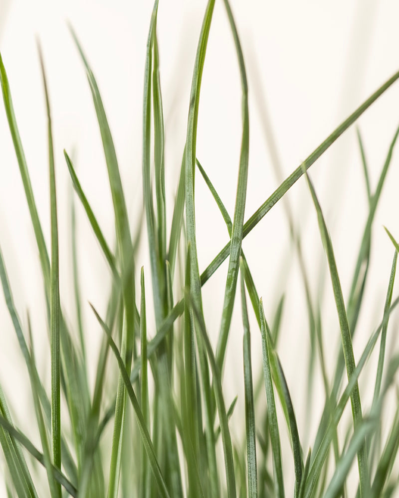 Nahaufnahme von grünen Grashalmen vor einem hellbeigen Hintergrund. Das Bild konzentriert sich auf die dünnen, langen Stränge von Festuca glauca und zeigt ihre leuchtend grüne Farbe und natürliche Textur. Der helle Hintergrund hebt die Festuca glauca hervor und lässt sie deutlich hervortreten.