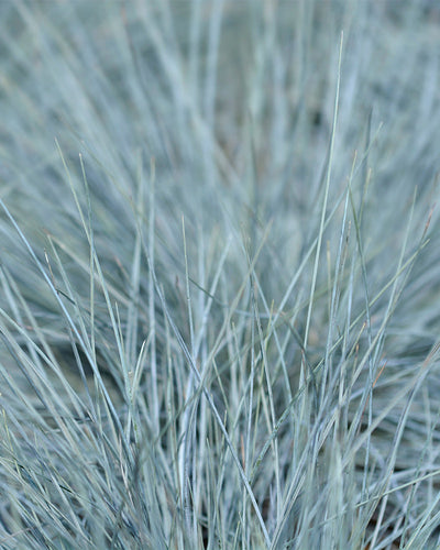 Nahaufnahme von hohen, dünnen und spitzen Grashalmen des Festuca glauca, die ein dichtes und strukturiertes Muster bilden. Das intensiv blaugrüne Festuca glauca befindet sich in einer natürlichen Umgebung mit einem unscharfen Hintergrund, der die komplizierten Details und die Färbung der einzelnen Halme hervorhebt.