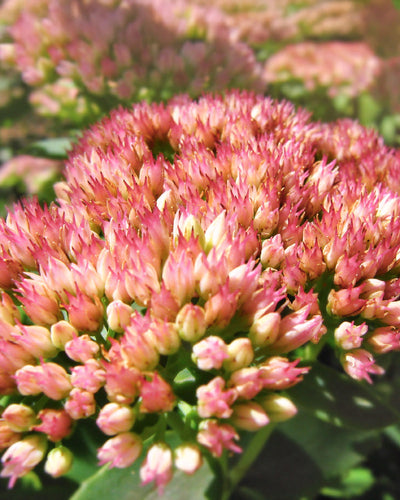 Nahaufnahme von leuchtend rosa Sedum-Blüten (Rosa) in voller Blüte, die eine strukturierte Kuppel bilden. Diese pflegeleichte Schönheit wird durch grüne Blätter noch verstärkt und verwandelt den Garten in ein Rosa-Blütenmeer.