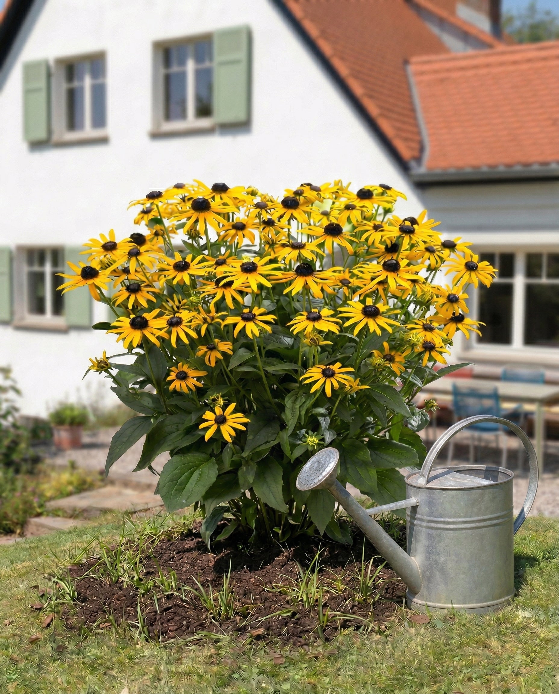 Gelber Sonnenhut (Wurzelstock)