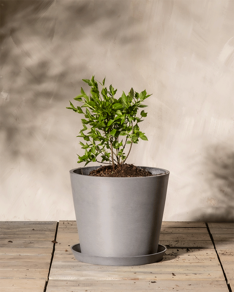 Eine kleine grüne Pflanze mit zahlreichen Blättern steht in einem grauen Topf auf einer Holzoberfläche. Flieder „Miss Kim“ blüht zart zwischen den Blättern. Der Hintergrund ist eine helle, strukturierte Wand und die Szene ist sanft beleuchtet, was sanfte Schatten auf den Hintergrund wirft.