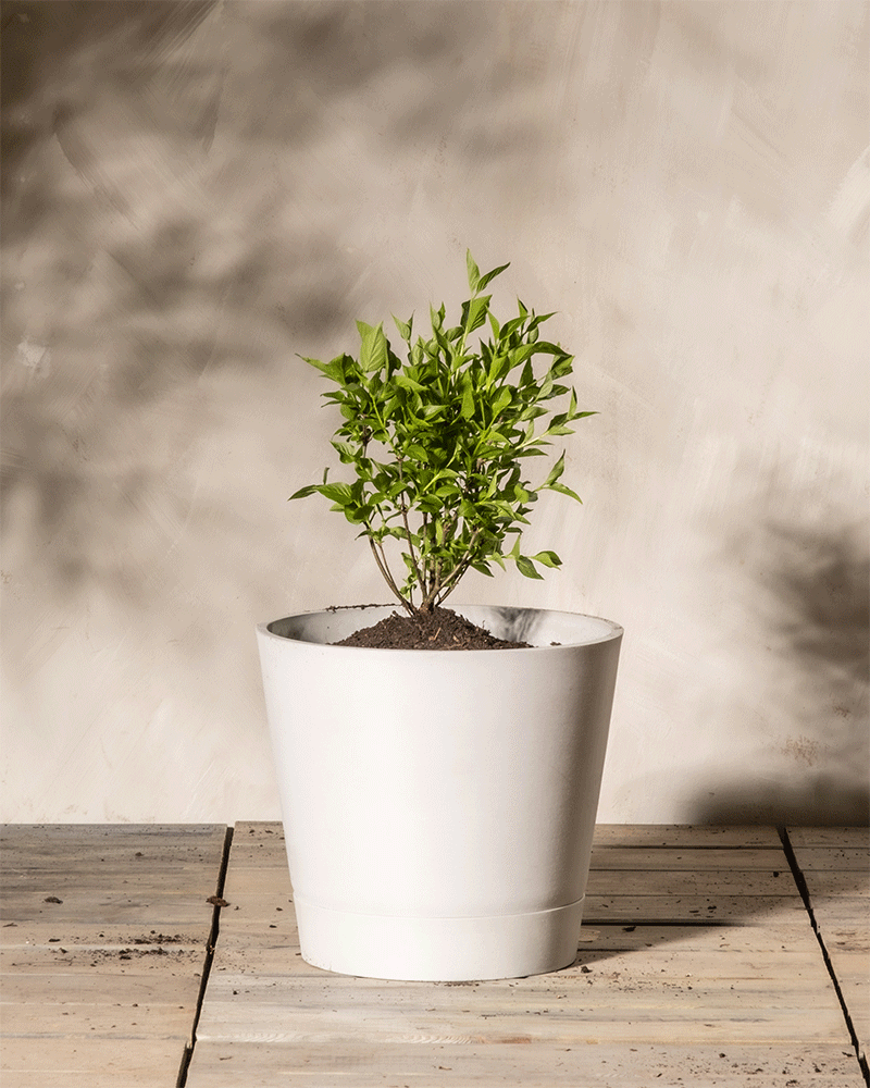 Eine kleine grüne Pflanze mit zahlreichen Blättern wächst in einem weißen Keramiktopf. Der Topf steht auf einer Holzoberfläche, mit einem neutralen, hellbeigen Hintergrund, der weiche Schatten wirft. Die Flieder 'Miss Kim' steht aufrecht in der Mitte des Topfes und wird in sanftes Licht getaucht.