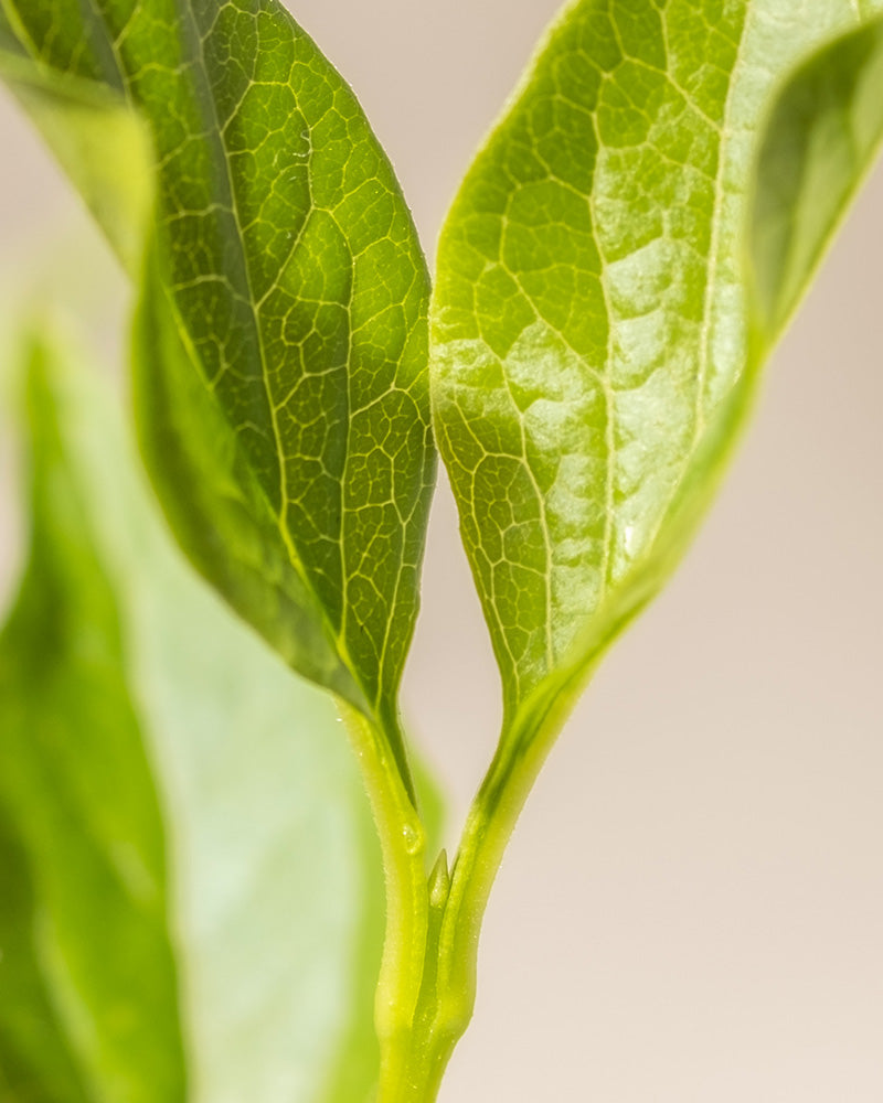 Nahaufnahme von zwei hellgrünen Blättern mit sichtbaren Adern, die durch einen kleinen Stiel verbunden sind. Der Hintergrund ist leicht verschwommen und lenkt die Aufmerksamkeit auf die Blätter und ihre komplizierten Details, die an Flieder „Miss Kim“ in seiner leuchtenden Blüte erinnern.