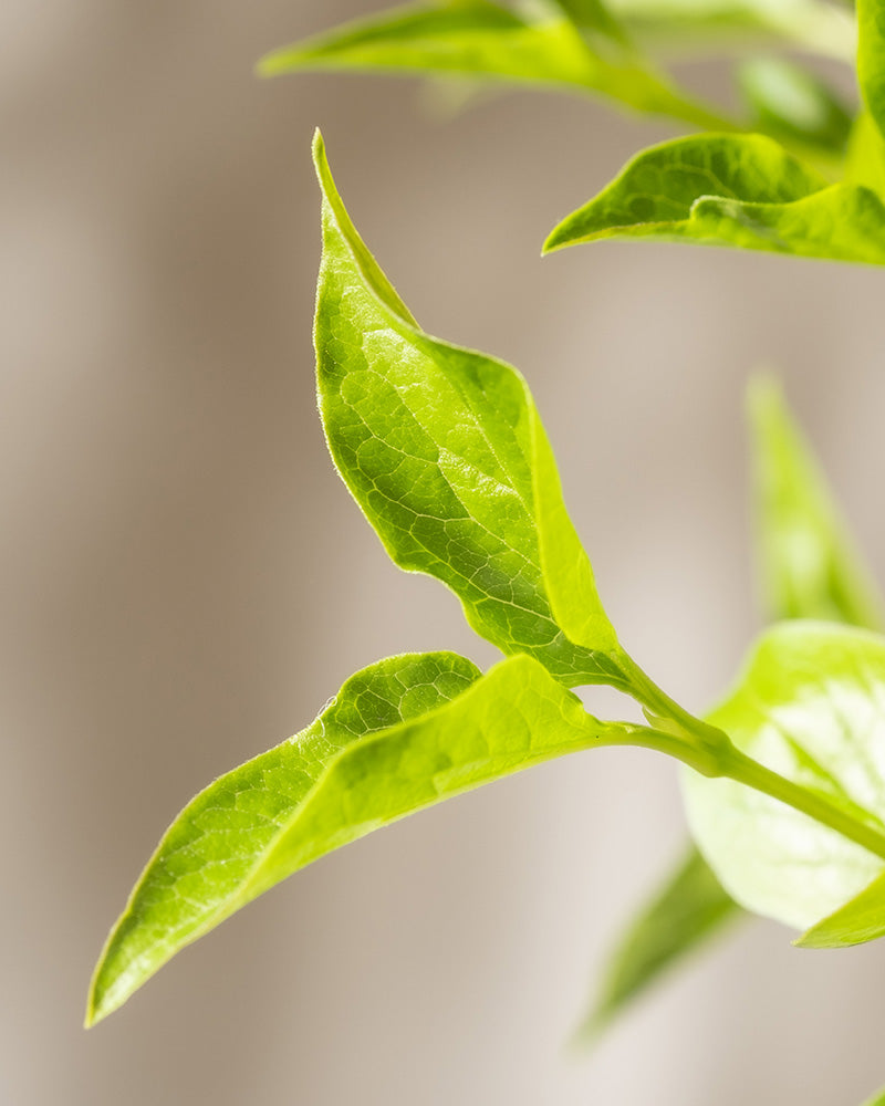 Nahaufnahme einer hellgrünen Flieder-Pflanze „Miss Kim“ mit länglichen, spitzen Blättern. Die Blätter haben ausgeprägte Adern und wirken gesund, während sie in weichem, natürlichem Licht vor einem verschwommenen beigen Hintergrund strahlen.