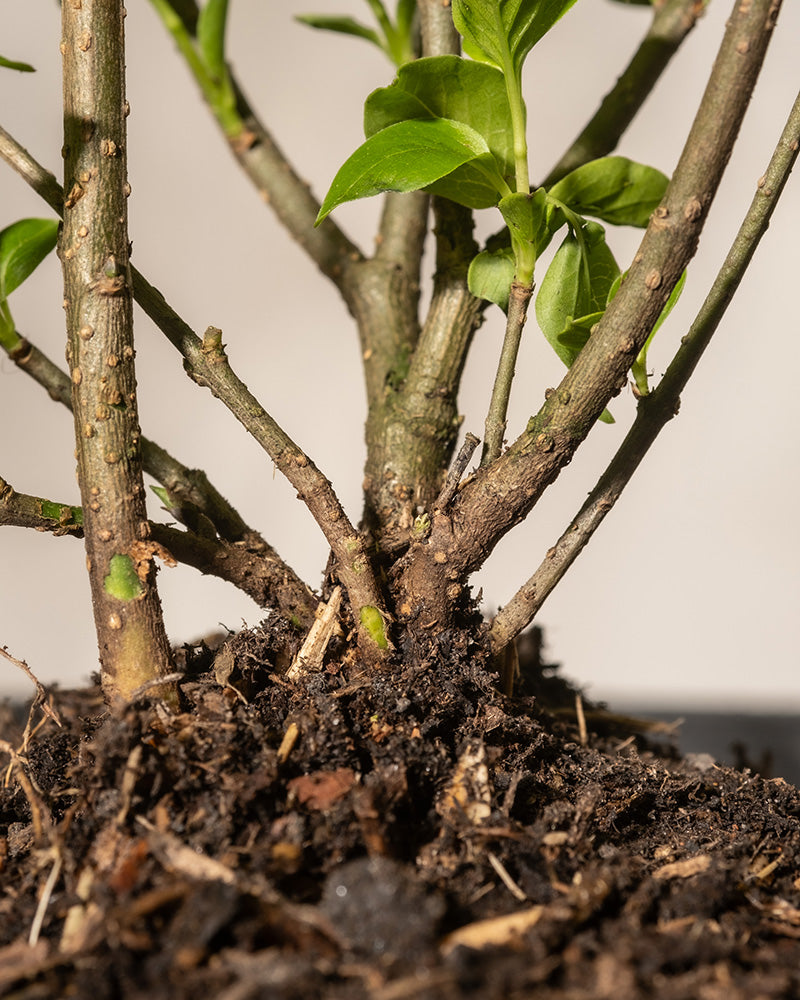 Nahaufnahme des Fußes einer Flieder-Pflanze vom Typ „Miss Kim“, aus der mehrere grüne Stängel und hellgrüne Blätter aus dem rauen, krümeligen Boden ragen. Die Stängel der Pflanze weisen kleine Beulen und Strukturen auf, die auf ihren Gesundheitszustand hinweisen.