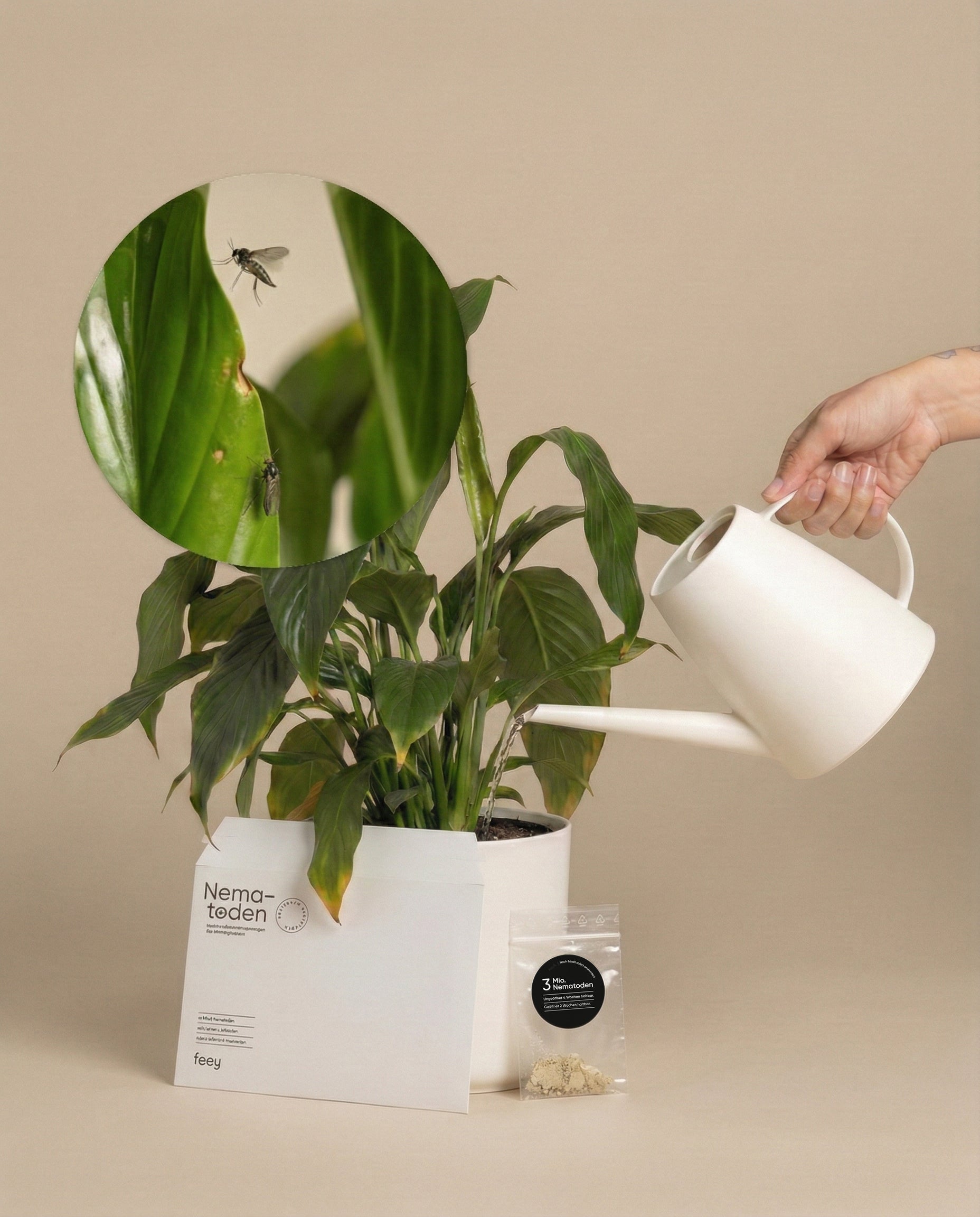 Nematoden gegen Trauermücken