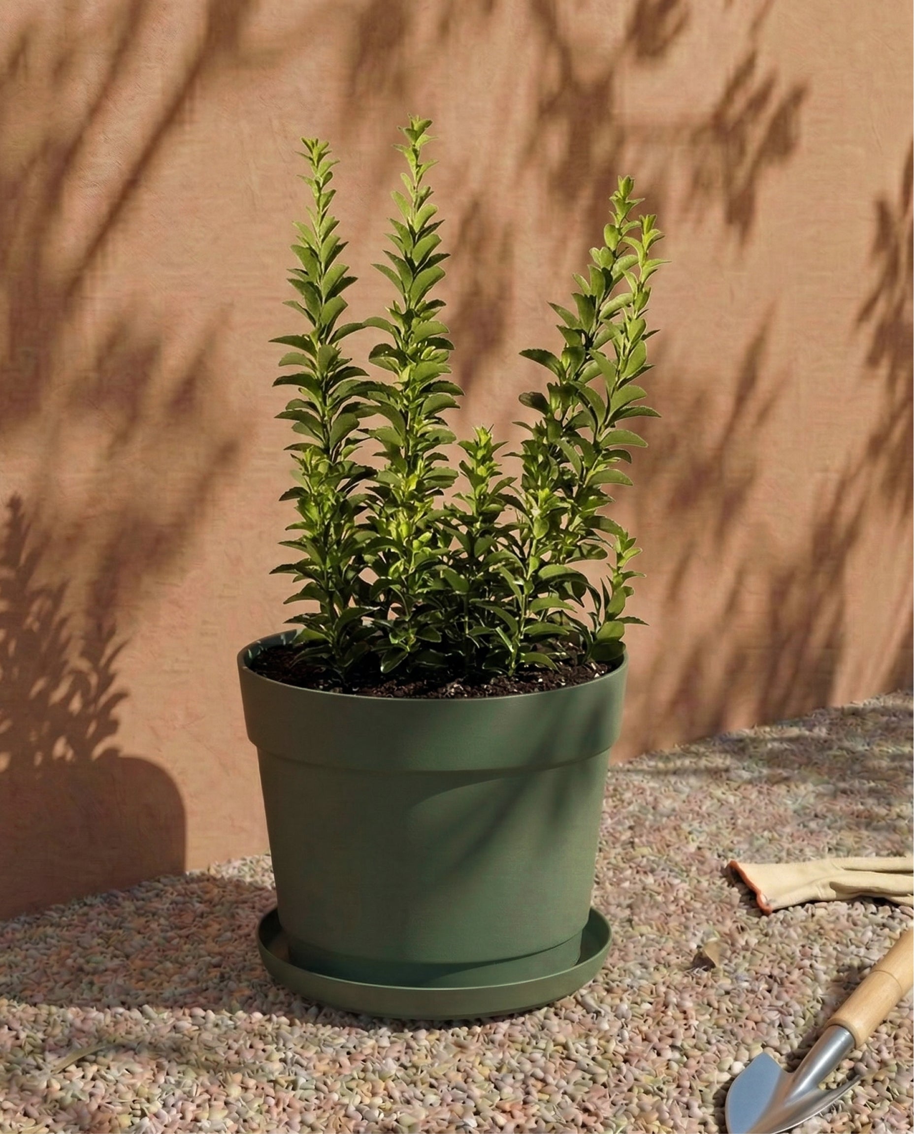 Eine grüne Topfpflanze mit aufrechten Stängeln sitzt in einem Kunststoff-Pflanzkübel (Bloom | 19 cm Ø) auf Kies im Sonnenlicht und wirft einen Schatten auf eine pfirsichfarbene Wand. In der Nähe ruht eine kleine Kelle.
