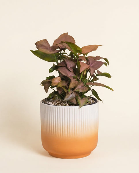 Eine getopfte Syngonium 'Neon' - feey mit leuchtenden Blättern steht in einem gerippten Keramiktopf, der von Weiß zu Orange übergeht, vor einem schlichten hellen Hintergrund.