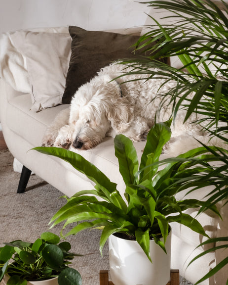 Ein flauschiger weißer Hund schläft auf einem beigen Sofa mit Kissen, umgeben von grünen Zimmerpflanzen wie einem markanten Farn und einer auffälligen Ufopflanze, die für eine gemütliche Atmosphäre sorgen.