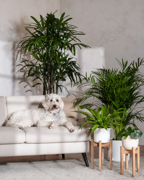 Ein weißer Hund ruht auf einem hellbeigen Sofa neben hohen Grünpflanzen, darunter eine üppige Ufopflanze, vor einer neutralen Wand. Zwei Topfpflanzen mit Holzständern stehen neben dem Sofa. Sonnenlicht erzeugt weiche Schatten und verleiht dem Raum Wärme.