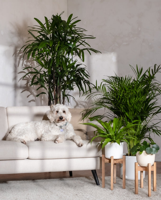 Ein weißer Hund ruht auf einem hellbeigen Sofa neben hohen Grünpflanzen, darunter eine üppige Ufopflanze, vor einer neutralen Wand. Zwei Topfpflanzen mit Holzständern stehen neben dem Sofa. Sonnenlicht erzeugt weiche Schatten und verleiht dem Raum Wärme.
