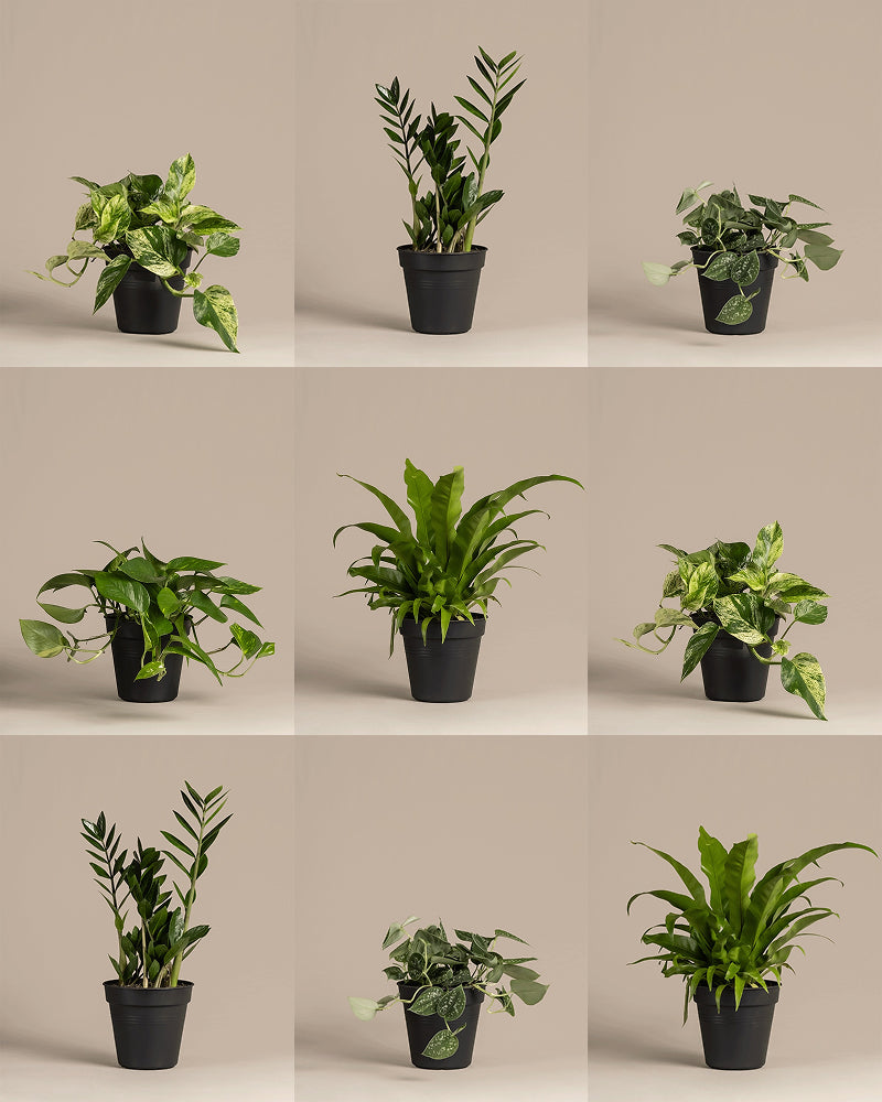 Große Überraschungspflanze