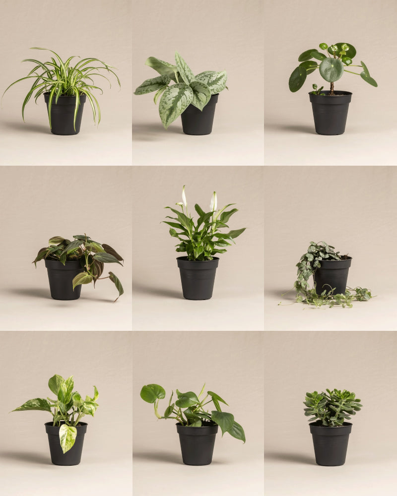 Drei Sets Kleine Überraschungspflanzen (je 3 Pflanzen im schwarzen Topf) werden in einem 3x3 Raster vor beigem Hintergrund präsentiert und zeigen vielfältige Formen und Blätter.